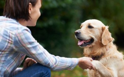 Eduquer un chien adulte : les essentiels à savoir