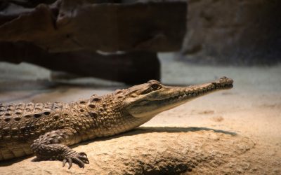 Différencier le crocodile de l’alligator sans se tromper
