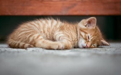 Quel est le coût de la vaccination du chat ?