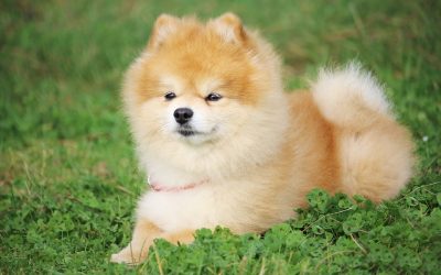 Comment dresser un Spitz nain ?