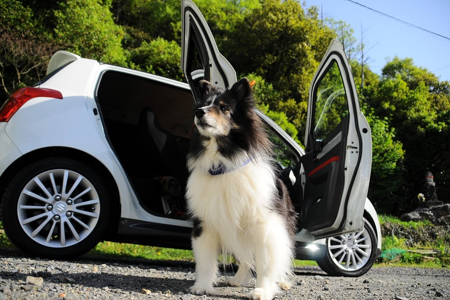 Comment nettoyer les poils d&rsquo;animaux de votre voiture?