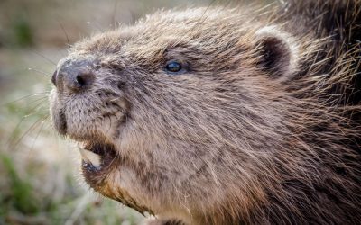 Le castor : quel est son rôle ?