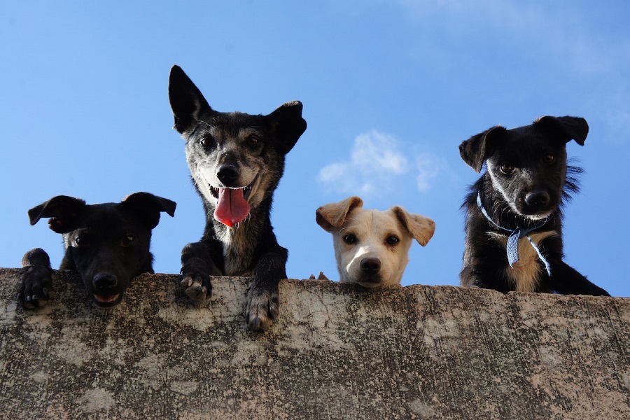 Quels critères analyser pour choisir un anti-tique pour son chien ?